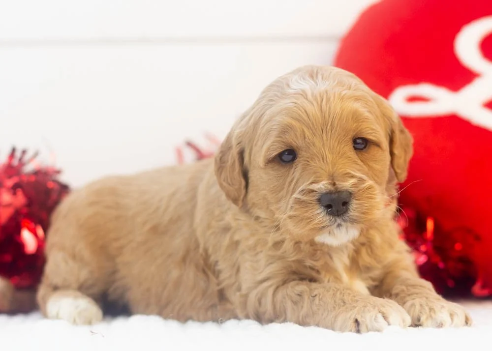 Blizzard goldendoodle for sale(3).jpg