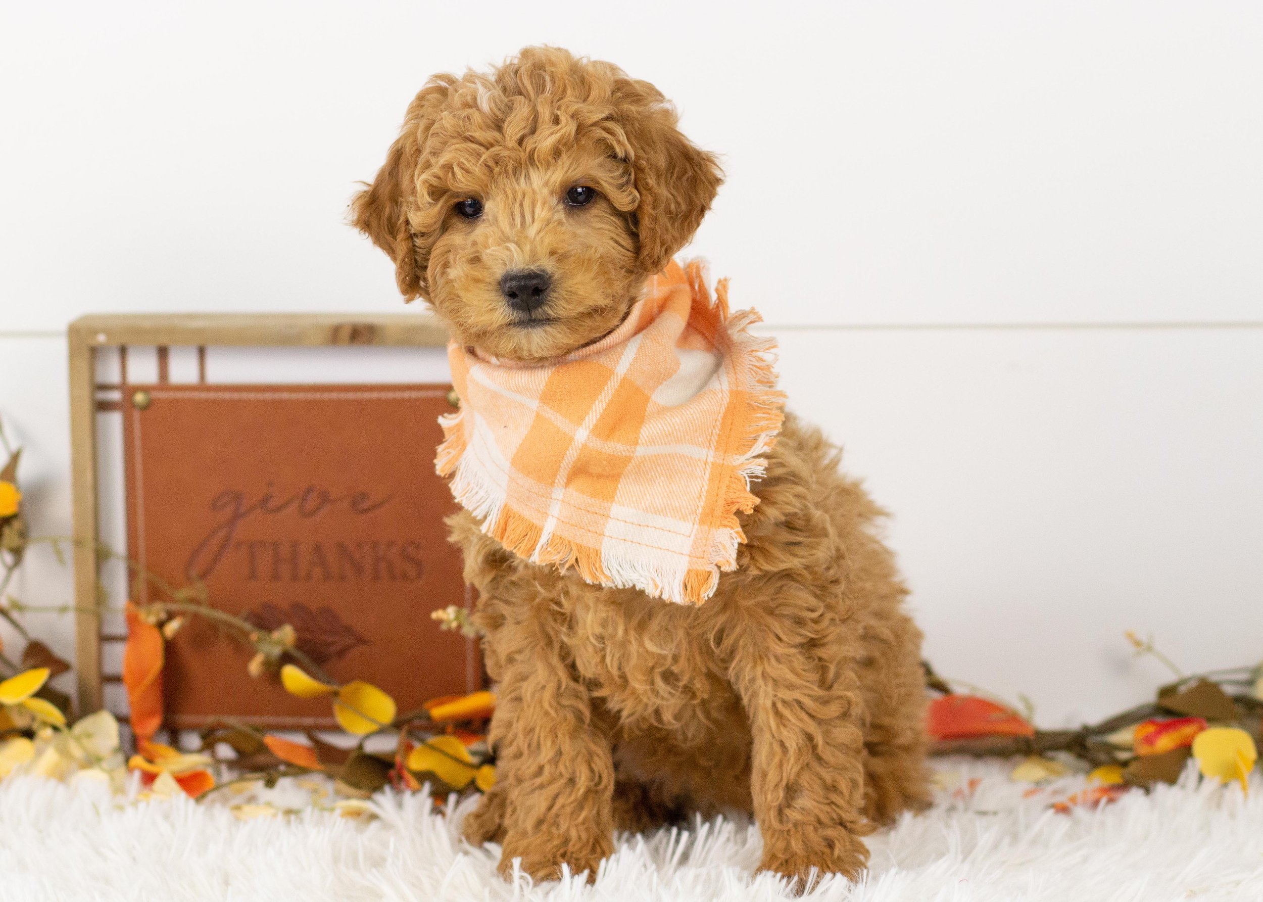 Camper goldendoodle for sale(3).jpg