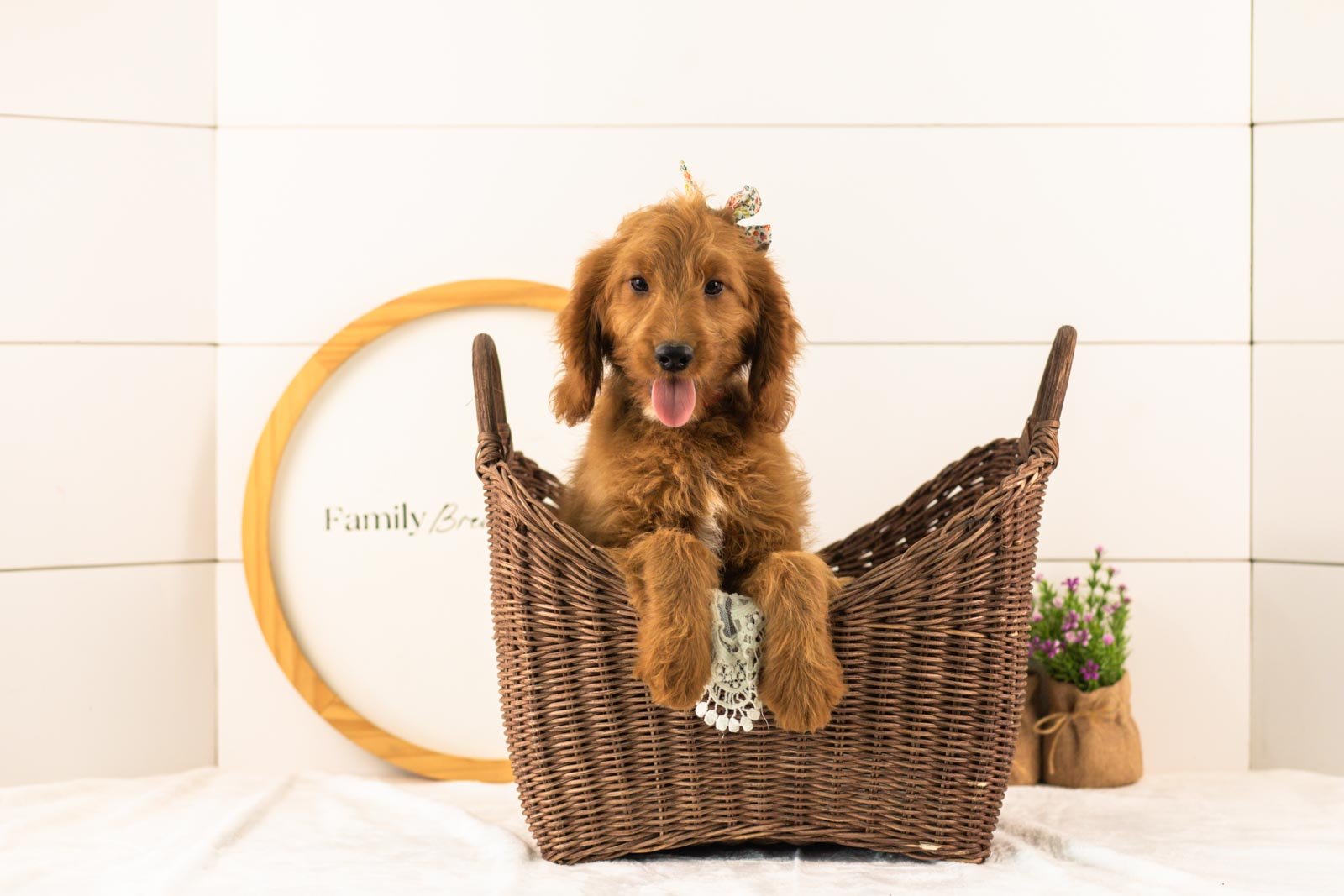 Eliza goldendoodle for sale(2).jpg