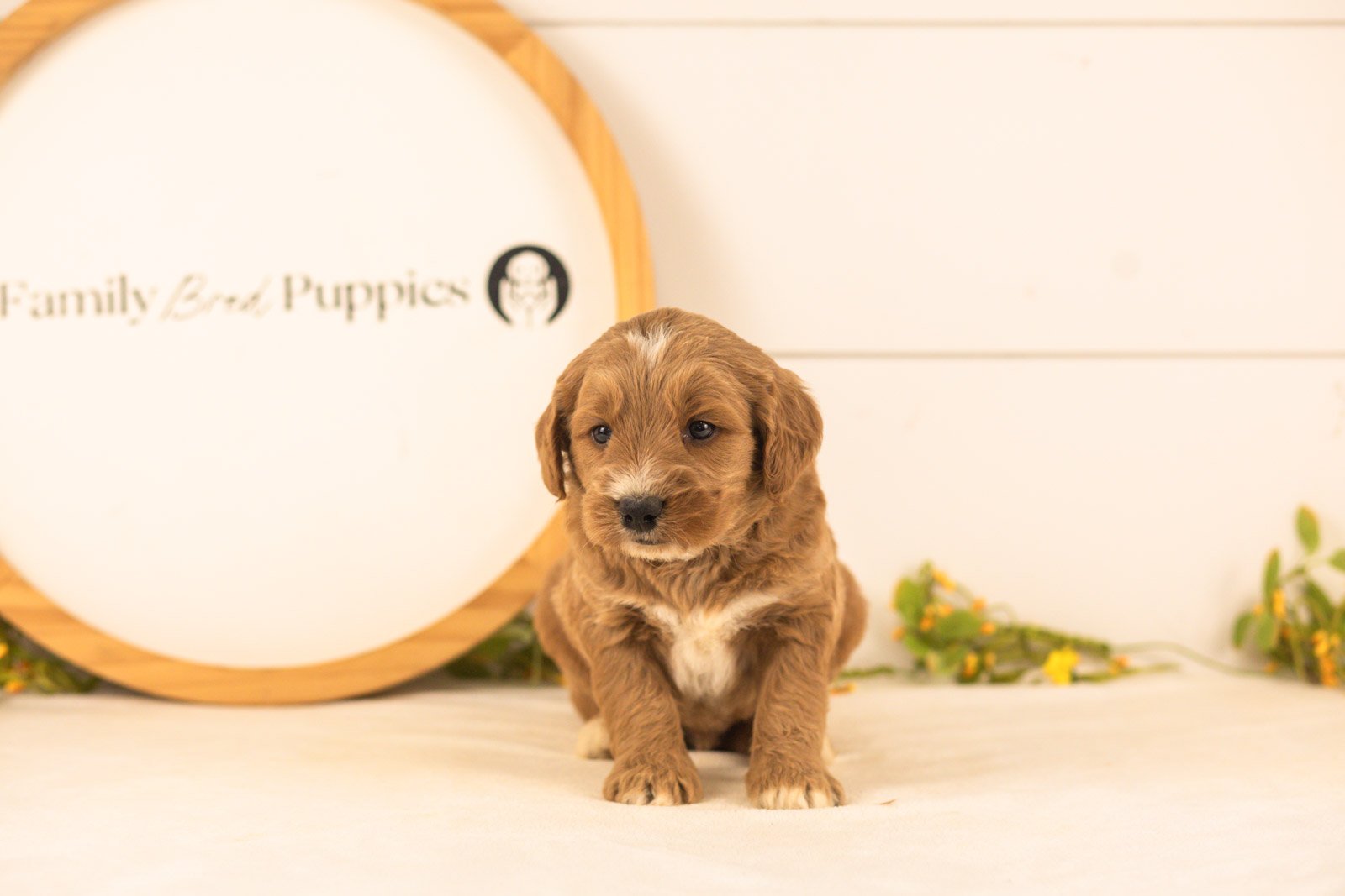 Otis goldendoodle for sale(2).jpg