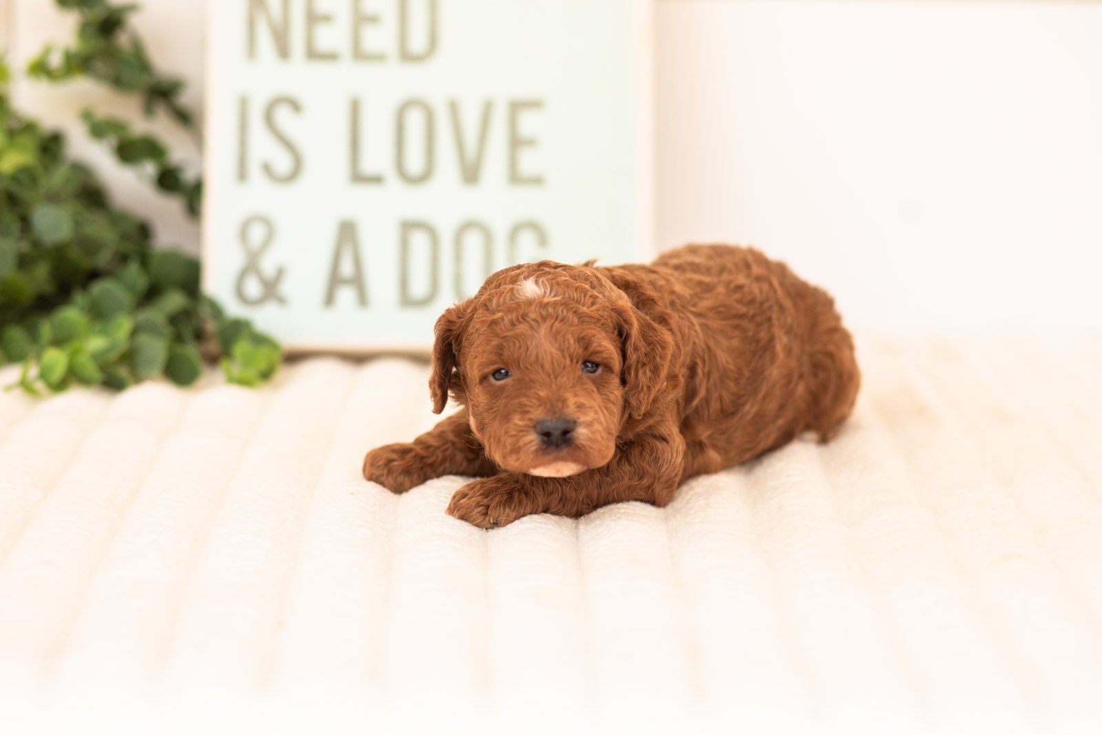 Tuna goldendoodle for sale(3).jpg