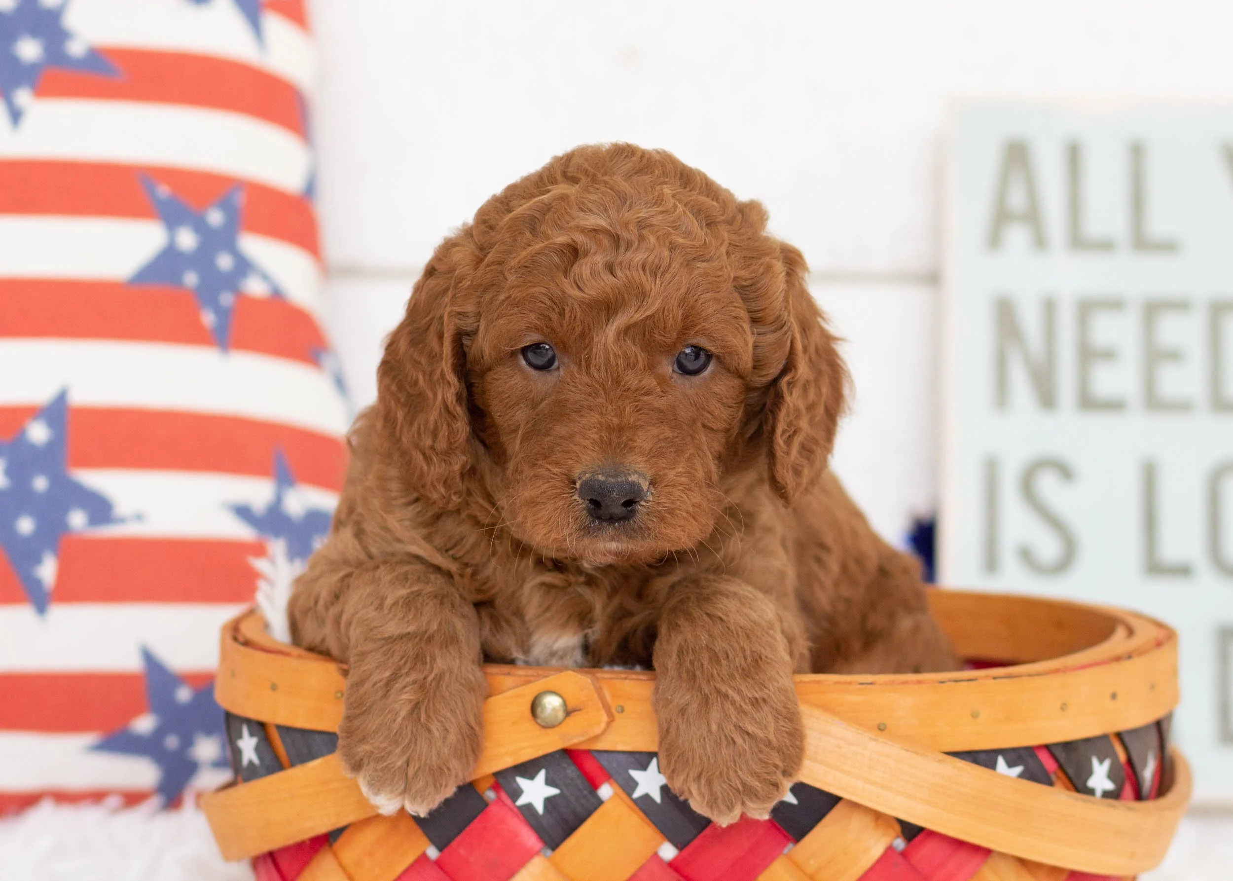 Buster Goldendoodle For Sale(3).jpg