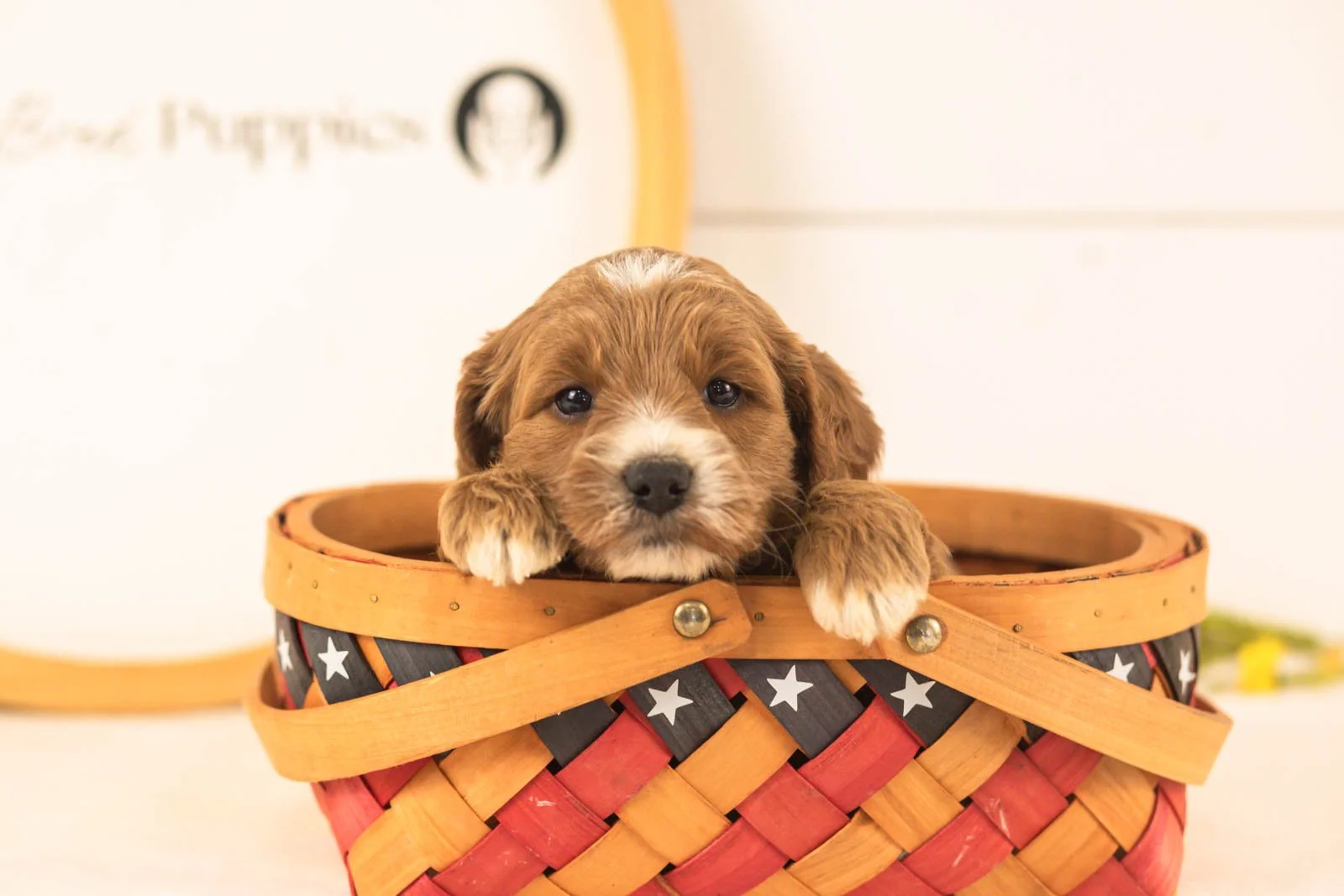 Opal goldendoodle for sale(3).jpg
