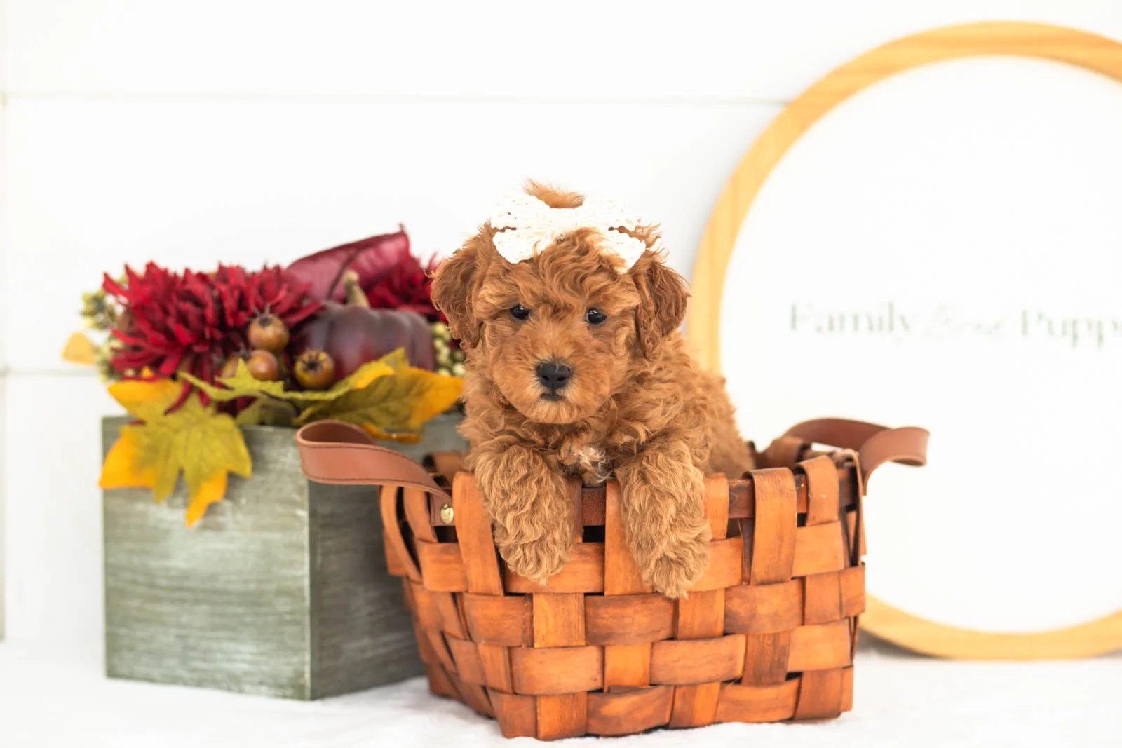 Velvet goldendoodle for sale(3).jpg