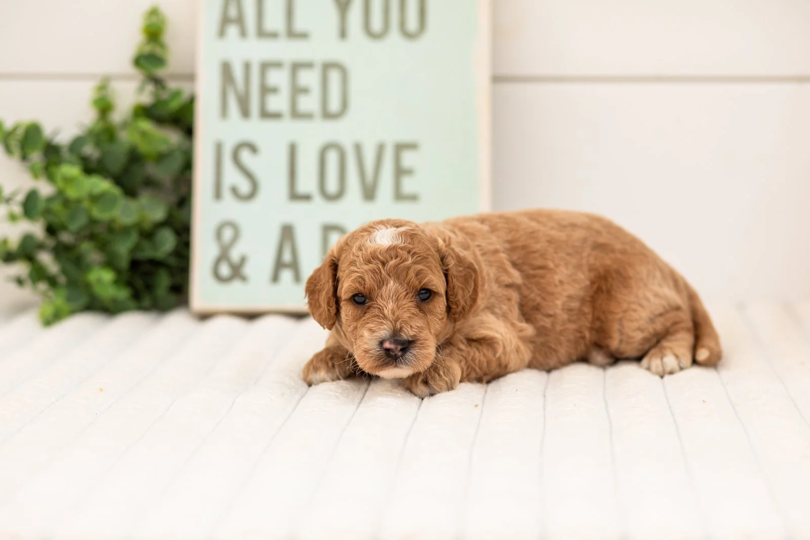 Flora goldendoodle for sale(4).jpg