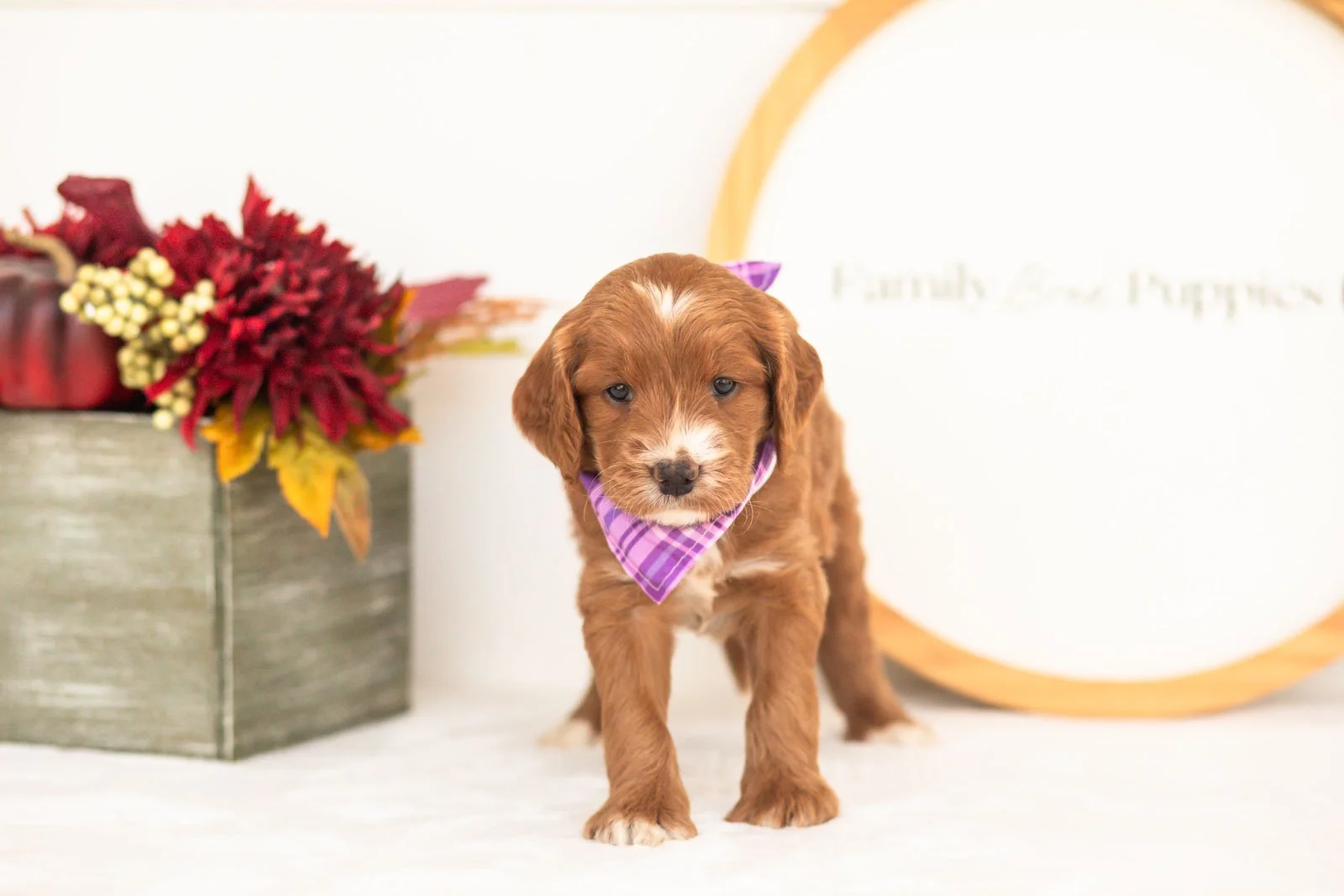 Bentley goldendoodle for sale(3).jpg