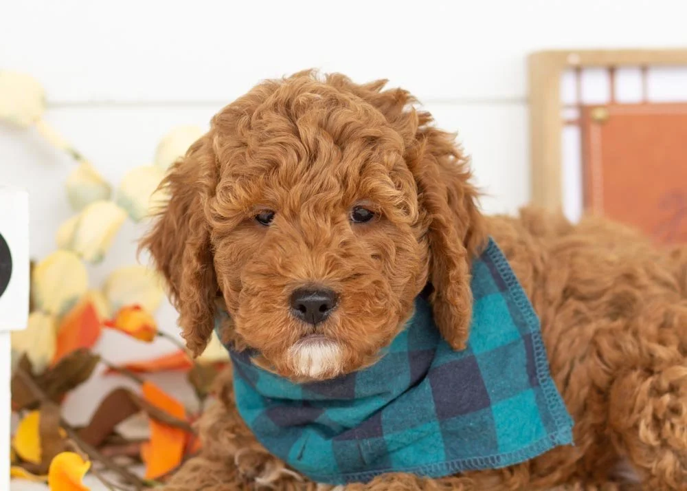 goldendoodle for sale