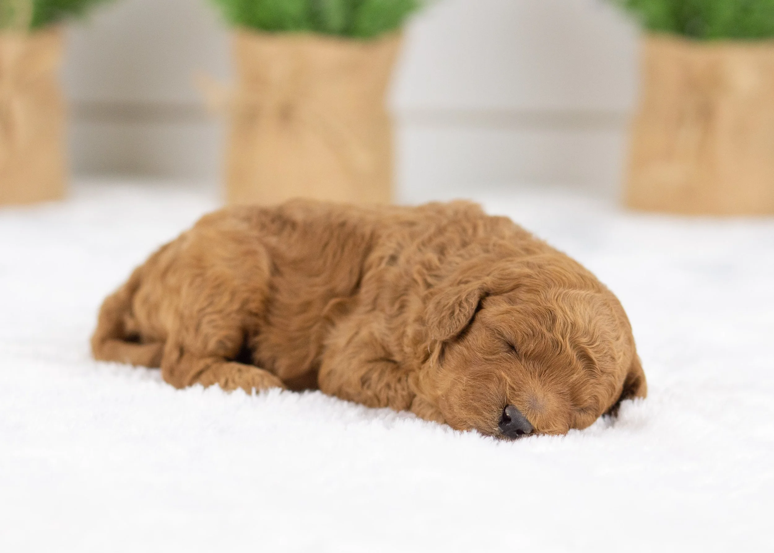 Gusgus golden doodle for sale(3).jpg