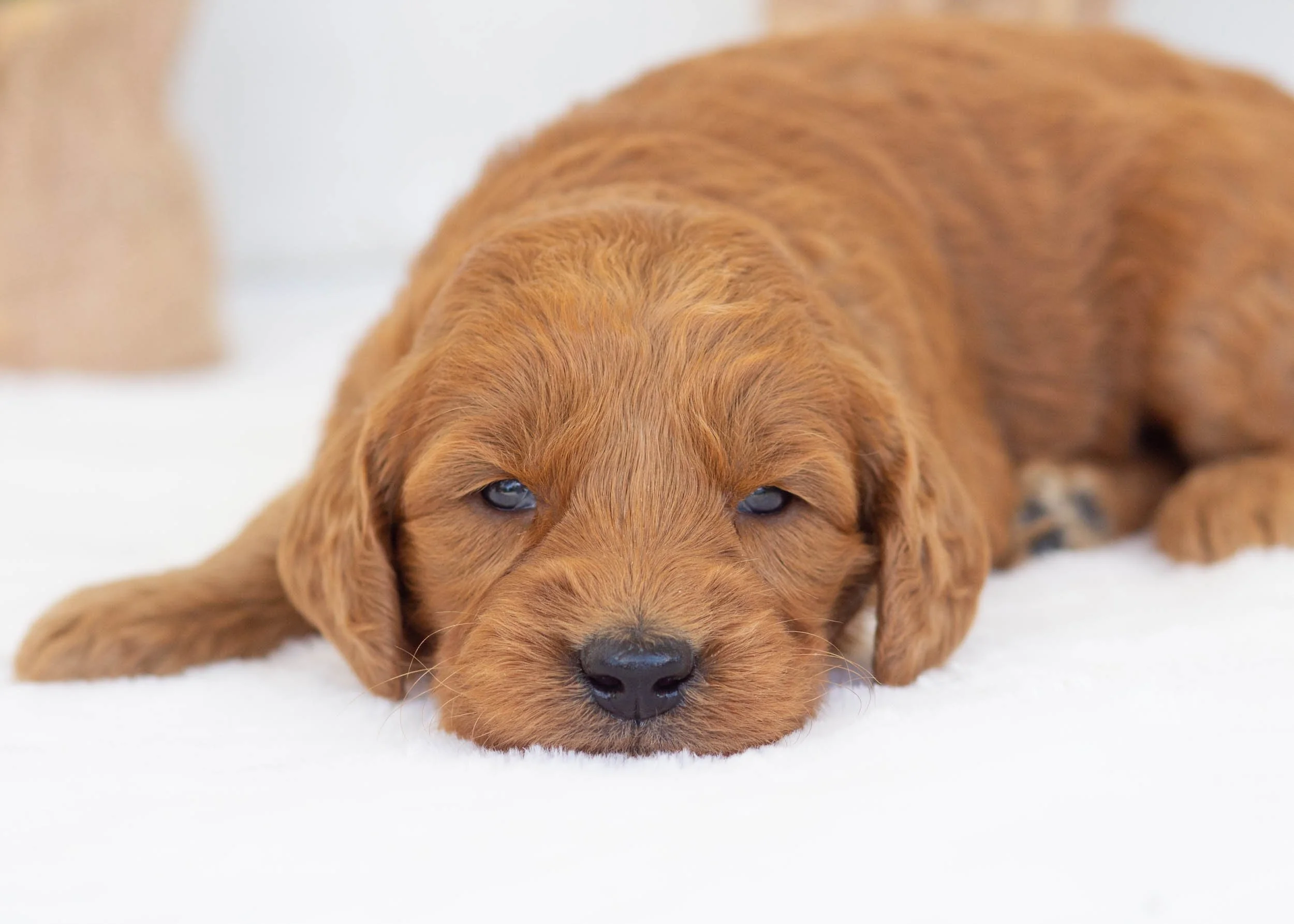 Putter goldendoodle for sale1.jpg