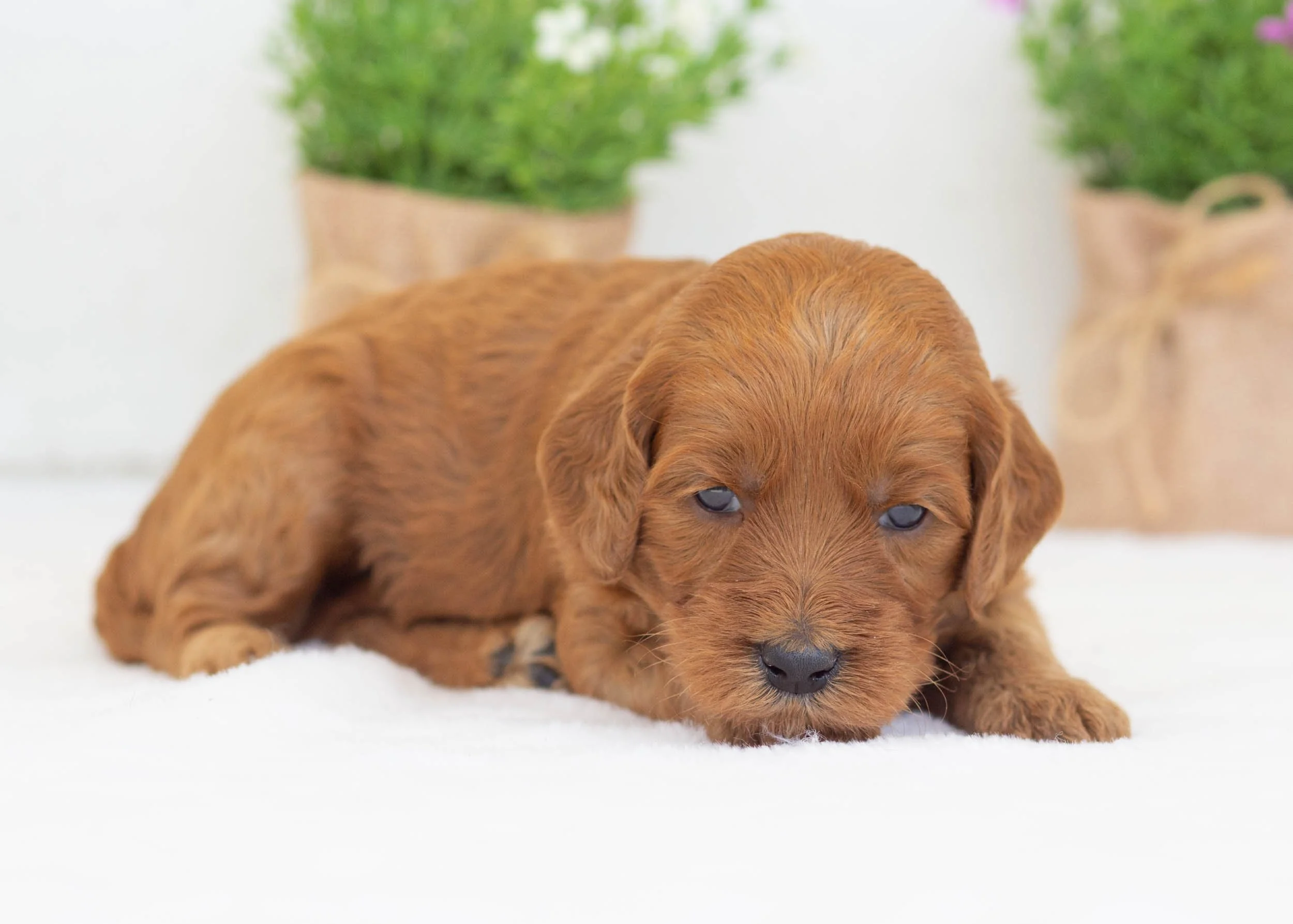 Tee goldendoodle for sale8.jpg