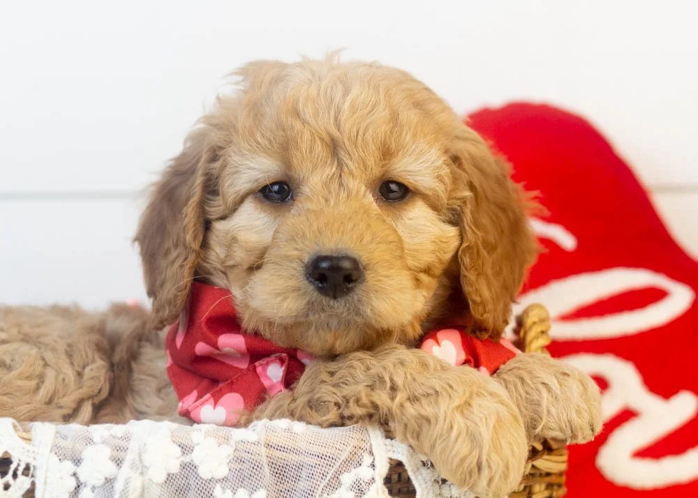 Peter goldendoodle for sale(1).jpg