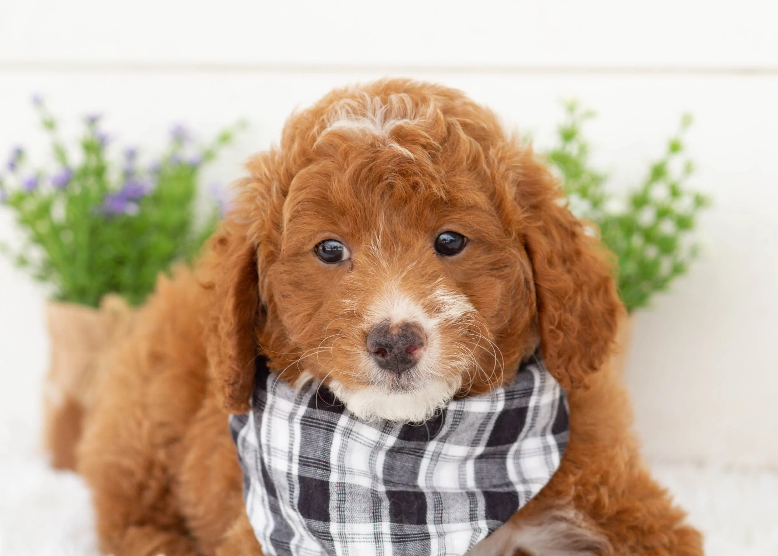 Oscar goldendoodle for sale(1).jpg