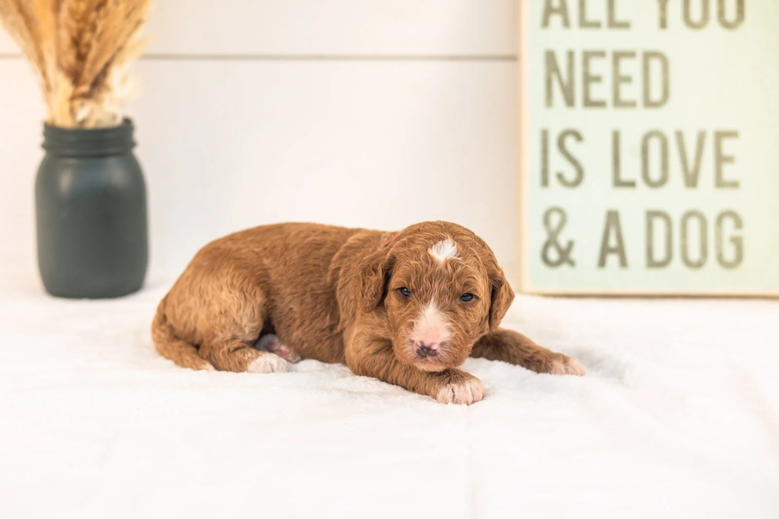Evelyn goldendoodle for sale(2).jpg