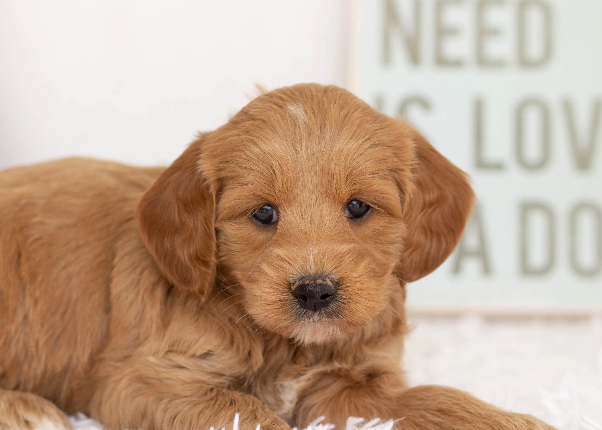 Blue Goldendoodle For Sale.jpg