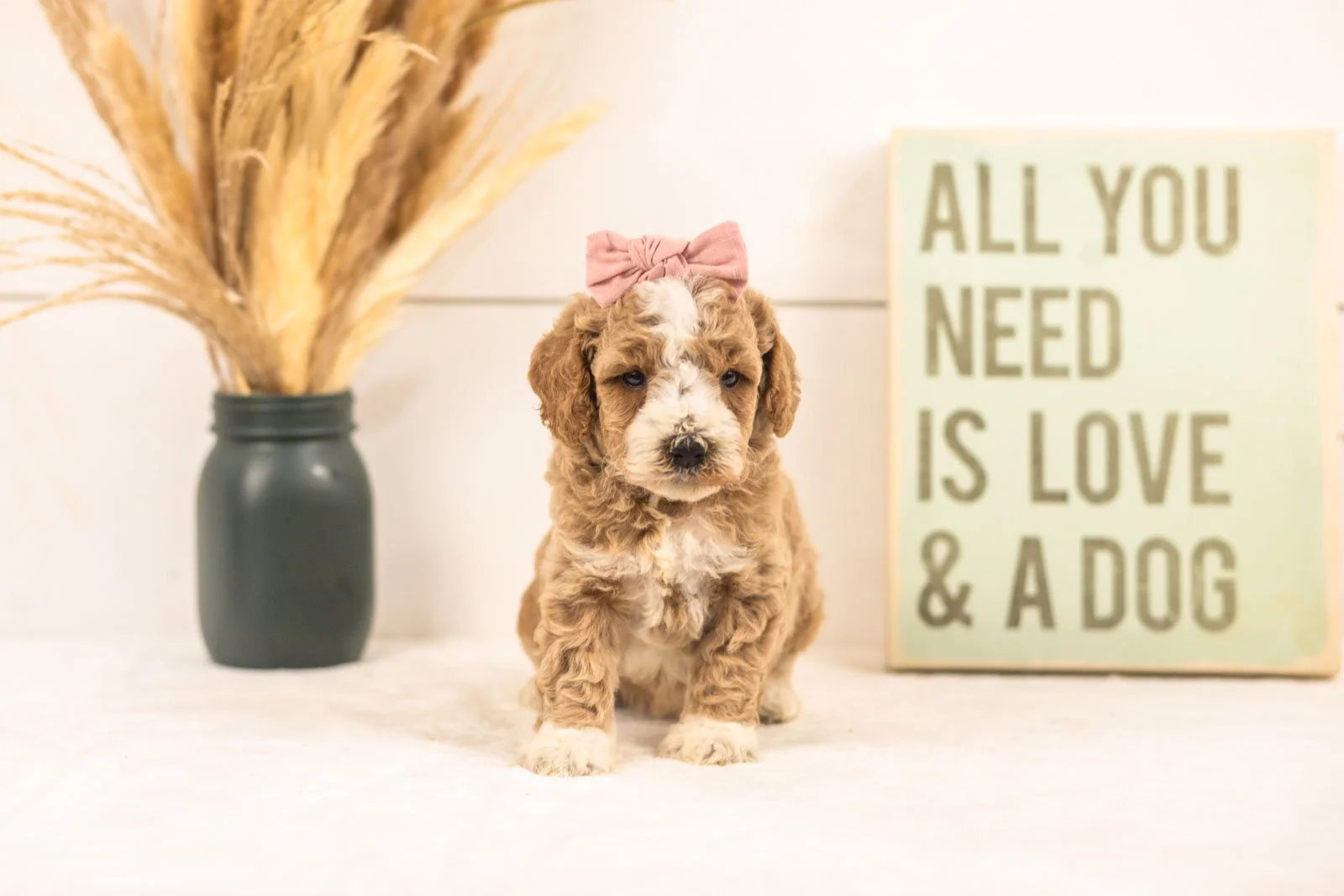 Ivy goldendoodle for sale(4).jpg