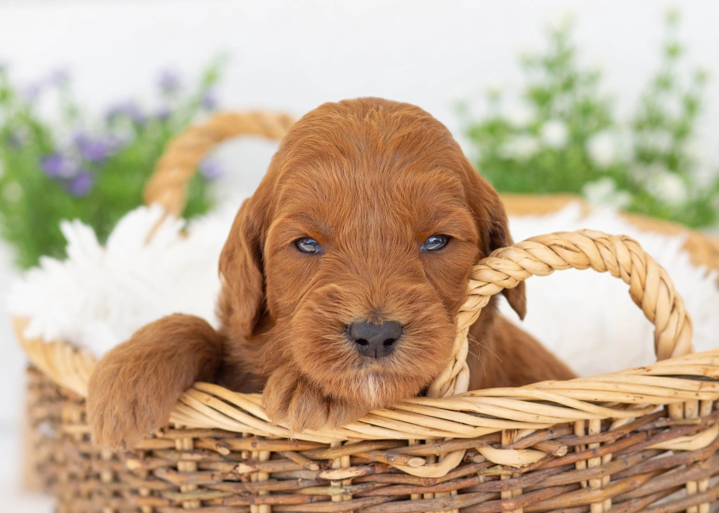 Augusta goldendoodle for sale7.jpg