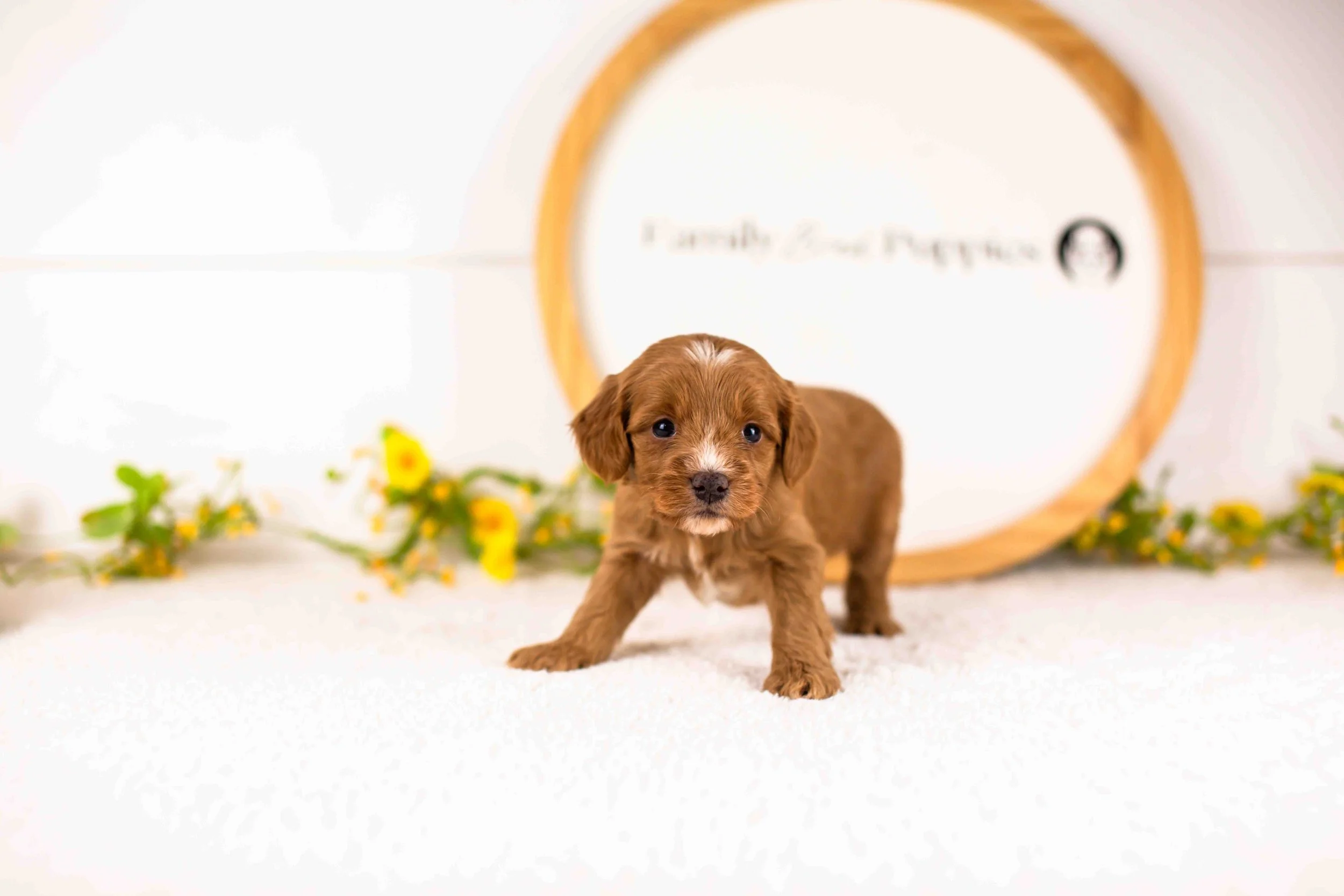Fritter goldendoodle for sale(2).jpg