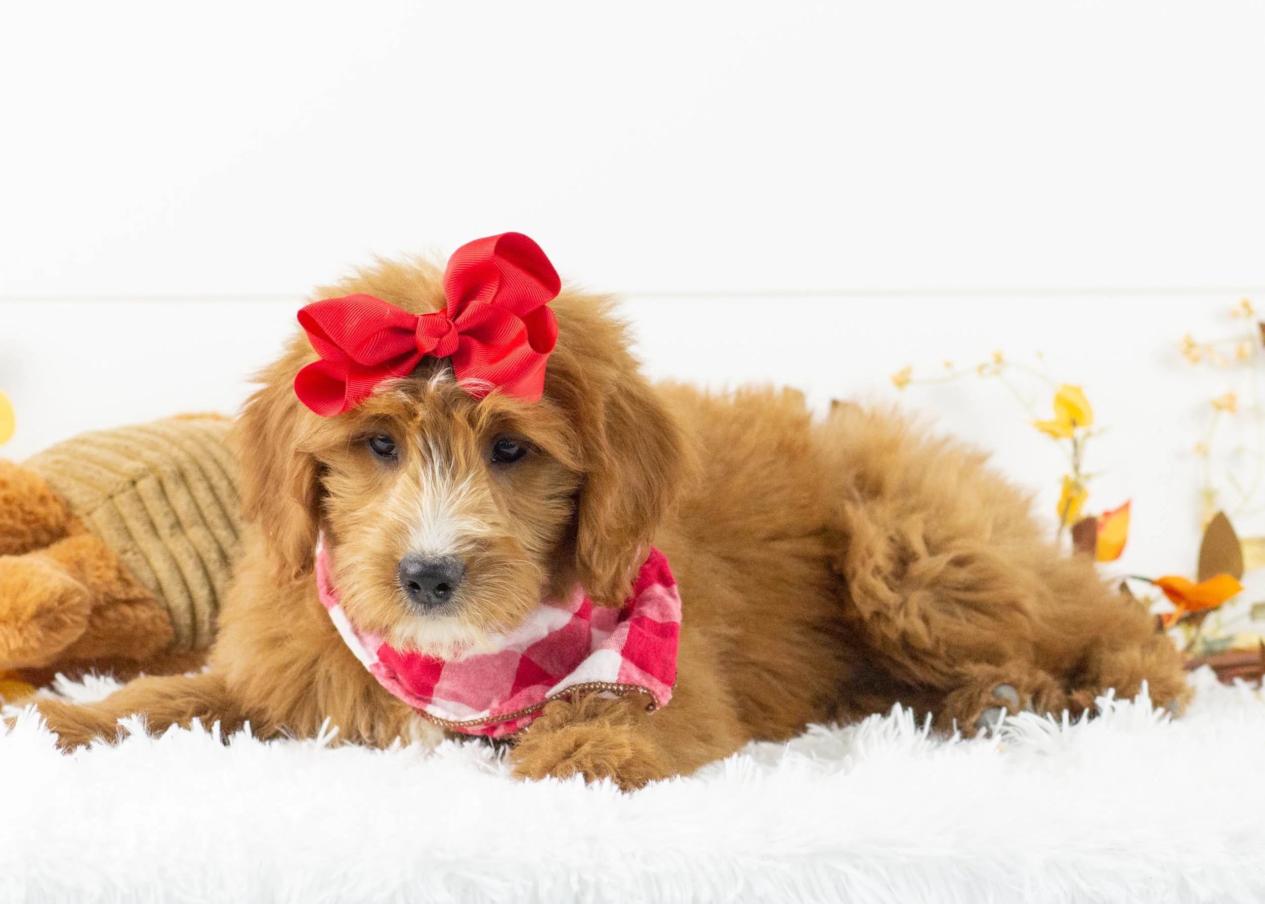 waffles goldendoodle for sale.jpg