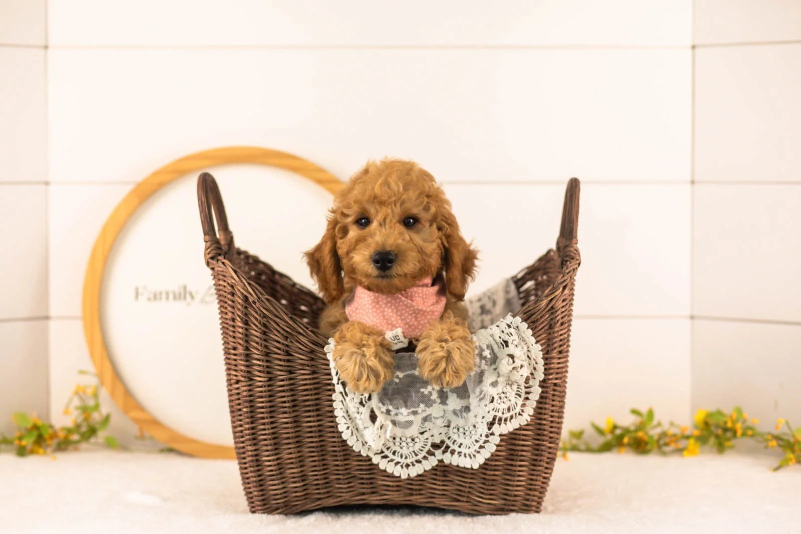 Rainer goldendoodle for sale(1).jpg