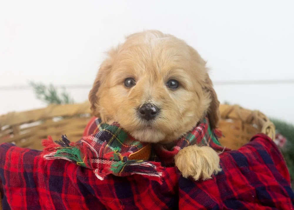 beau goldendoodle for sale(1).jpg