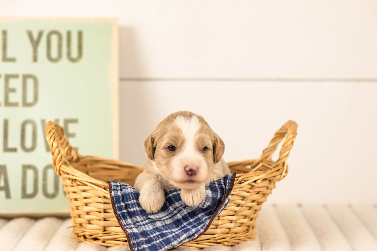 Robin goldendoodle for sale(3).jpg