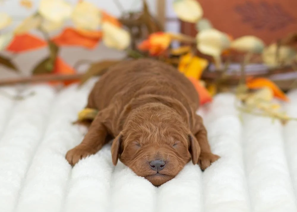 Grinch Goldendoodle for sale(1).jpg