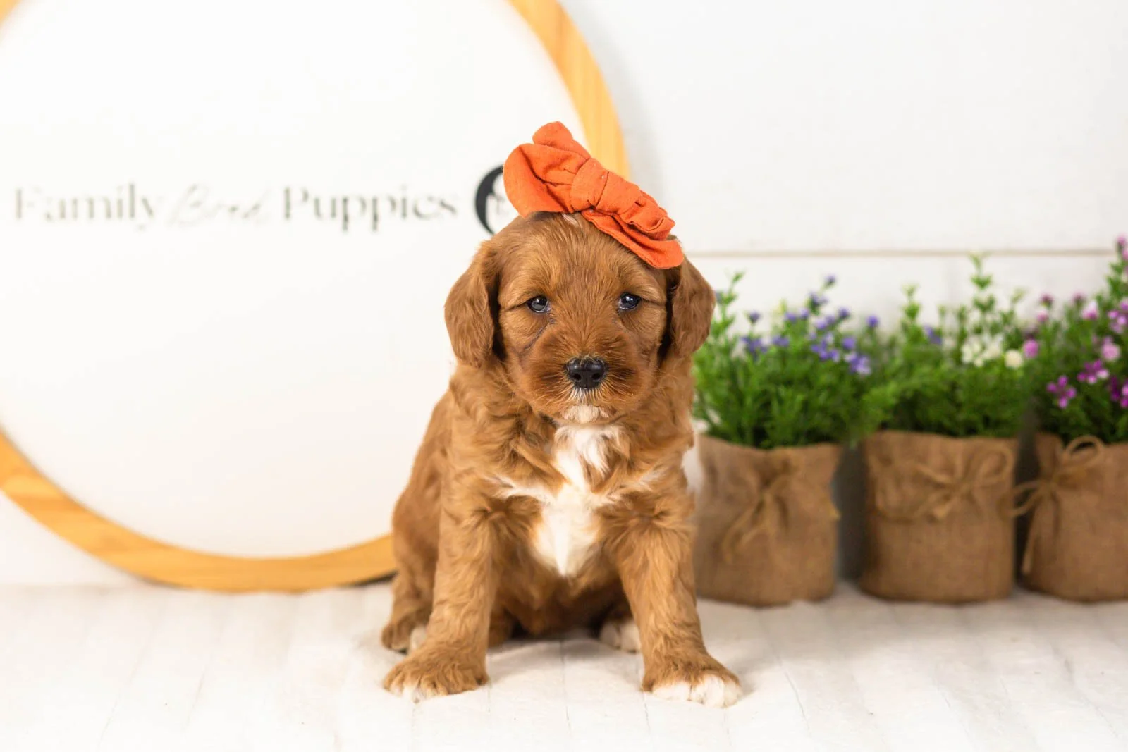 Clarity goldendoodle for sale(1).jpg