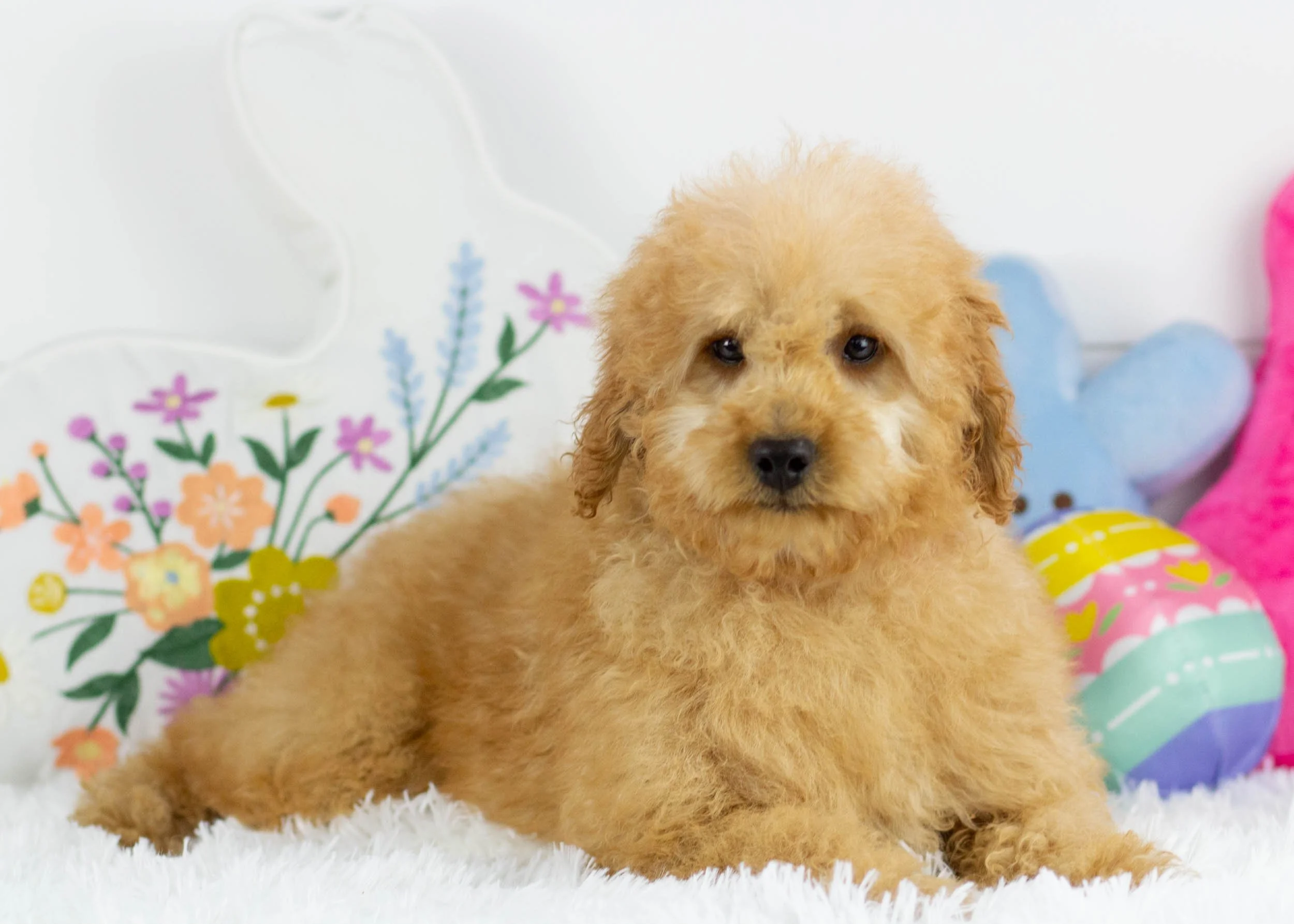 Dog Rescue Goldendoodle Rescues Near Me Rescue Miniature