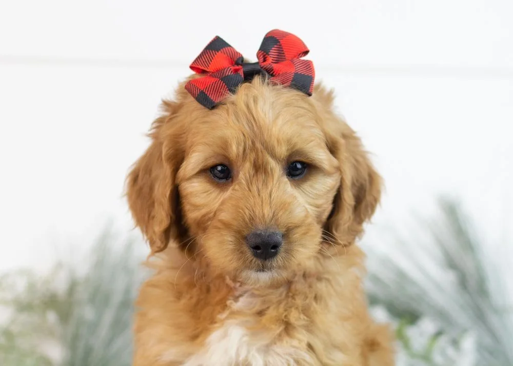 Pistachio goldendoodle for sale.(1).jpg