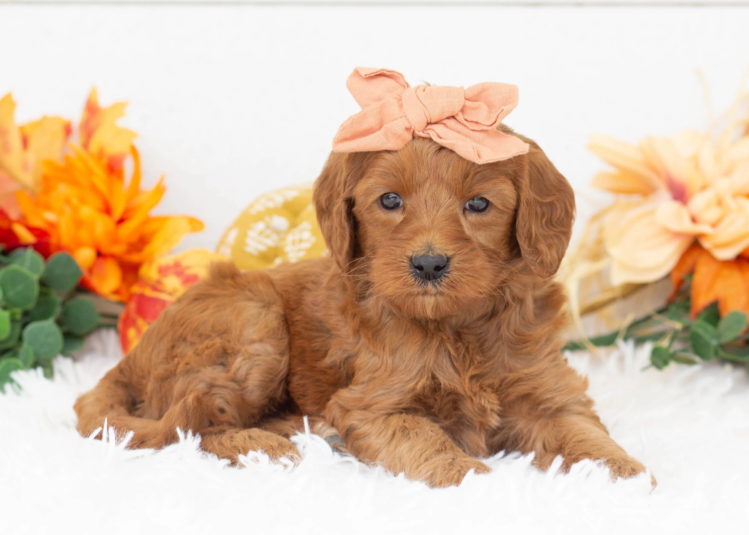 Tee goldendoodle for sale(2).jpg