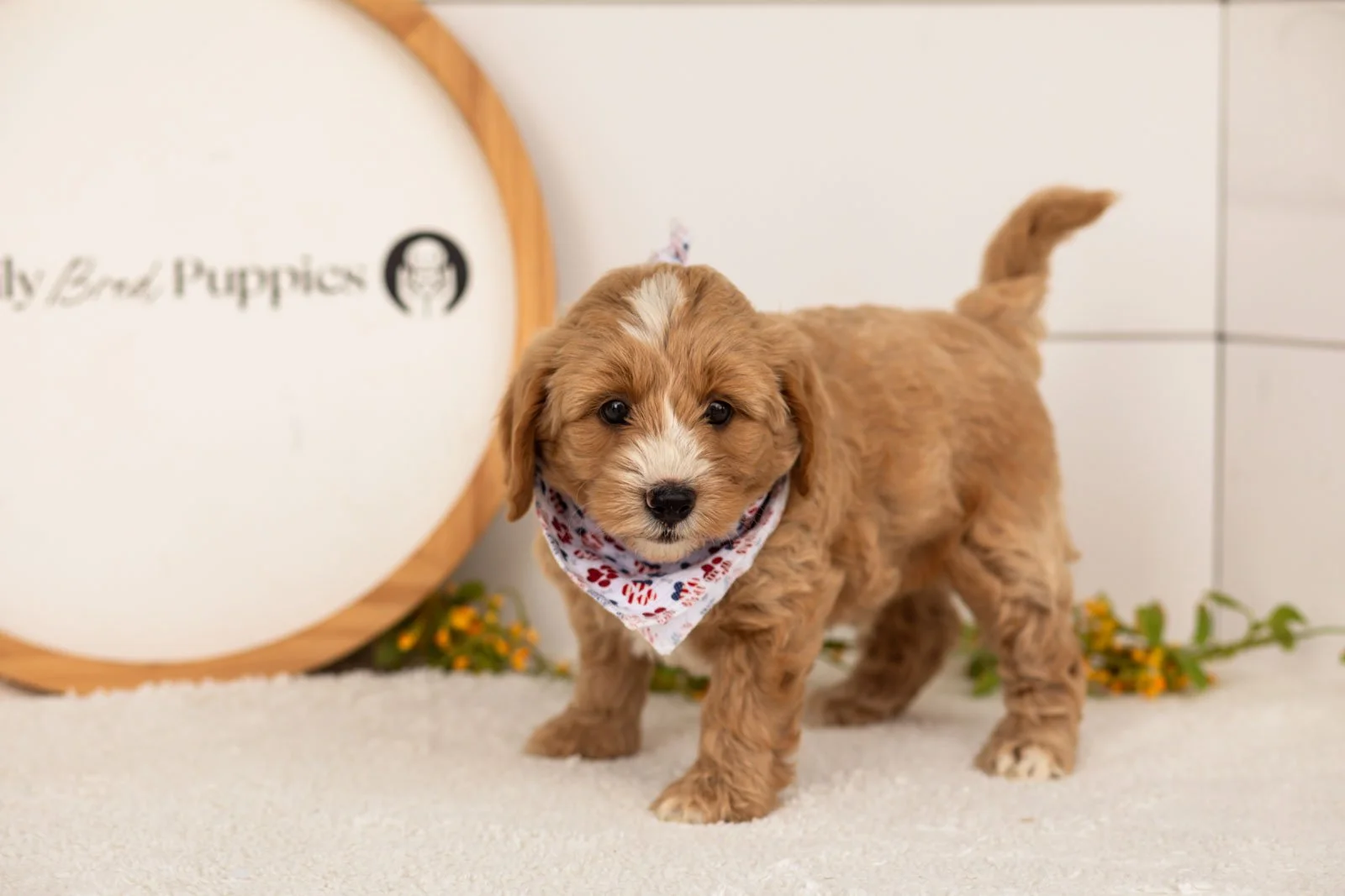 Blaze goldendoodle for sale(2).jpg
