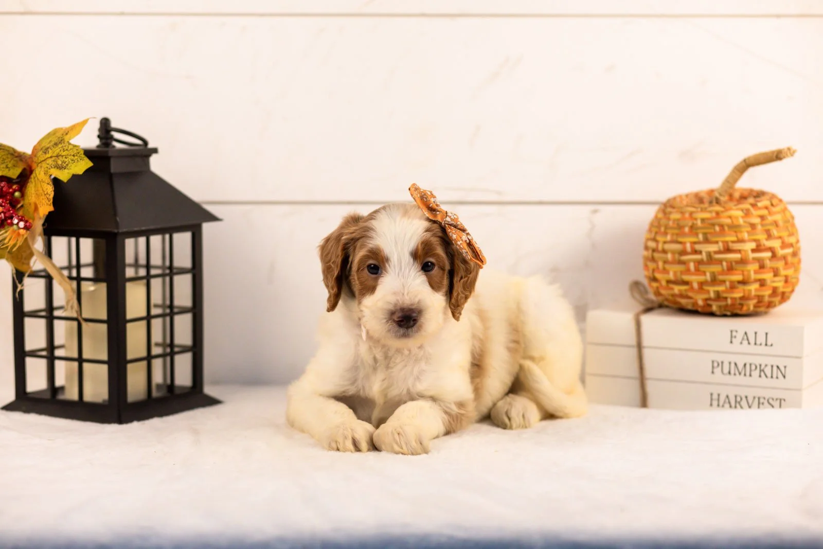 Pamir goldendoodle for sale 5.jpg