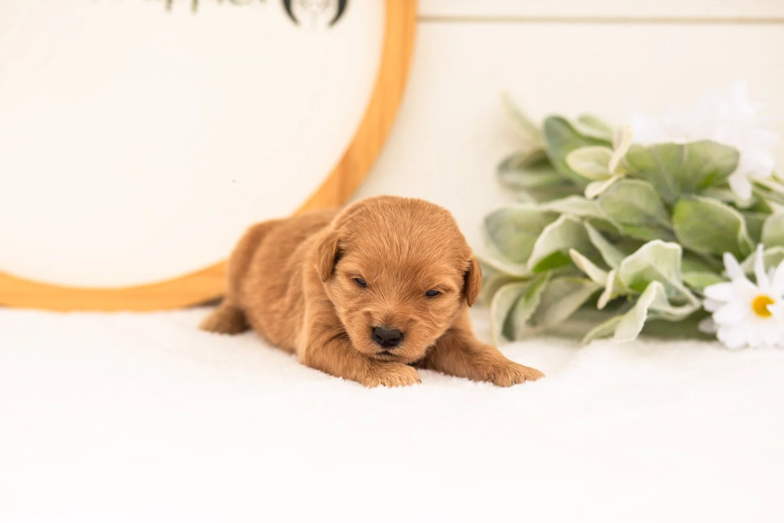Esme goldendoodle for sale(2).jpg