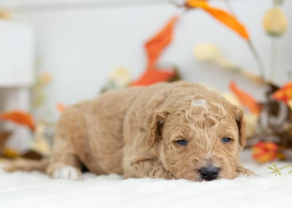 Mint Chip goldendoodle for sale(2).jpg