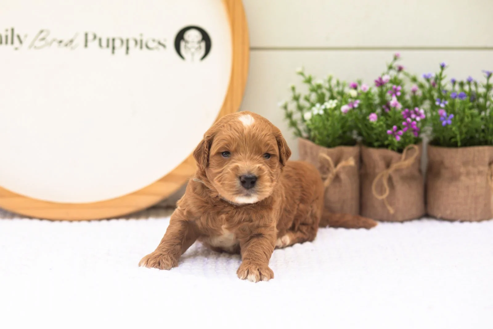 Aspen goldendoodle for sale(2).jpg