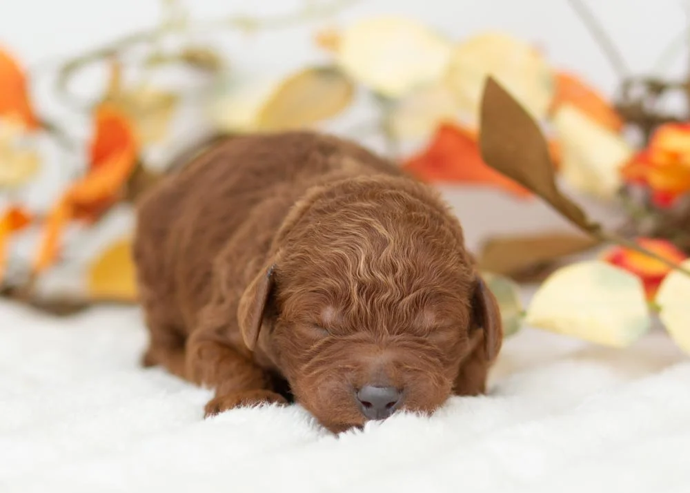 Santa Goldendoodle for sale(3).jpg