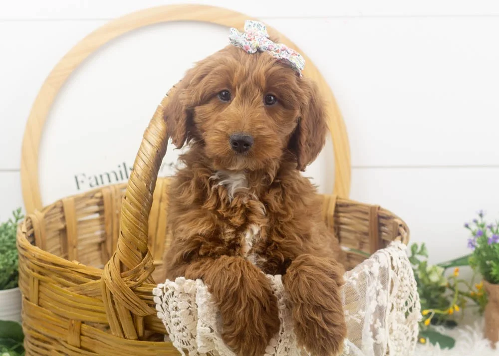 mckenna goldendoodle for sale.jpg