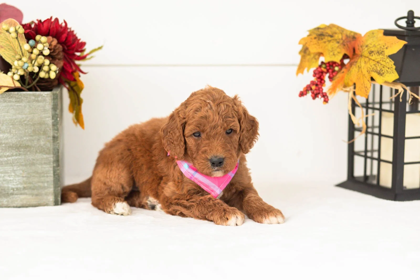 Pooh goldendoodle for sale(4).jpg