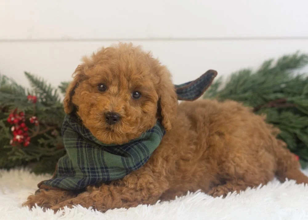 Bear goldendoodle for sale(3).jpg