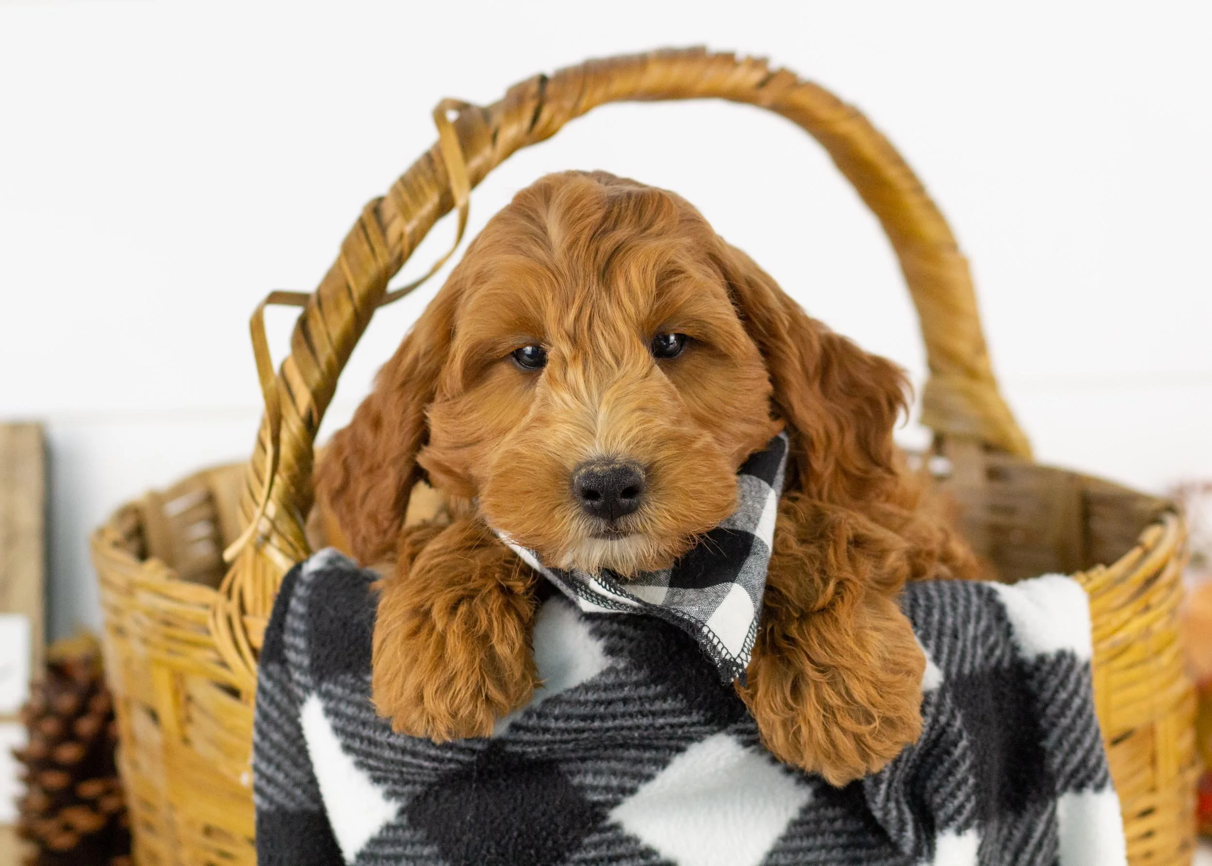 Landry goldendoodle for sale(3).jpg