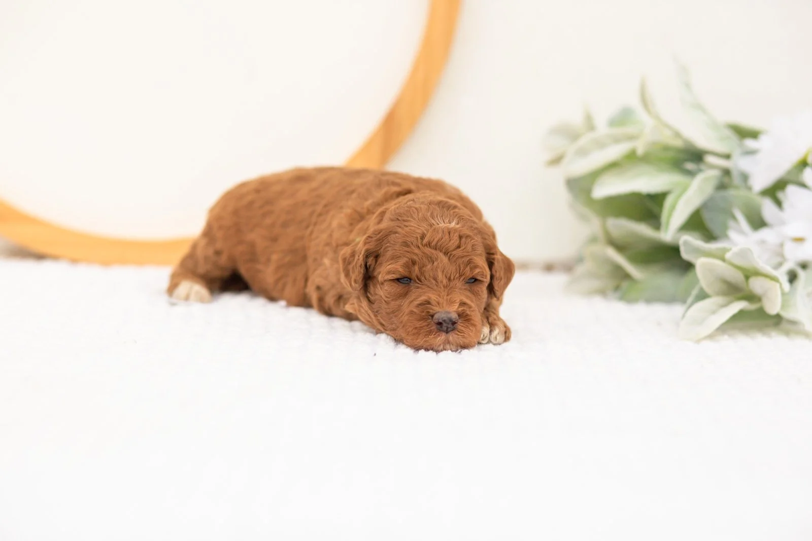 Honour goldendoodle for sale(2).jpg