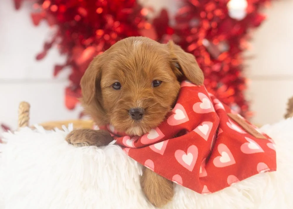 Mike goldendoodle for sale.(1).jpg