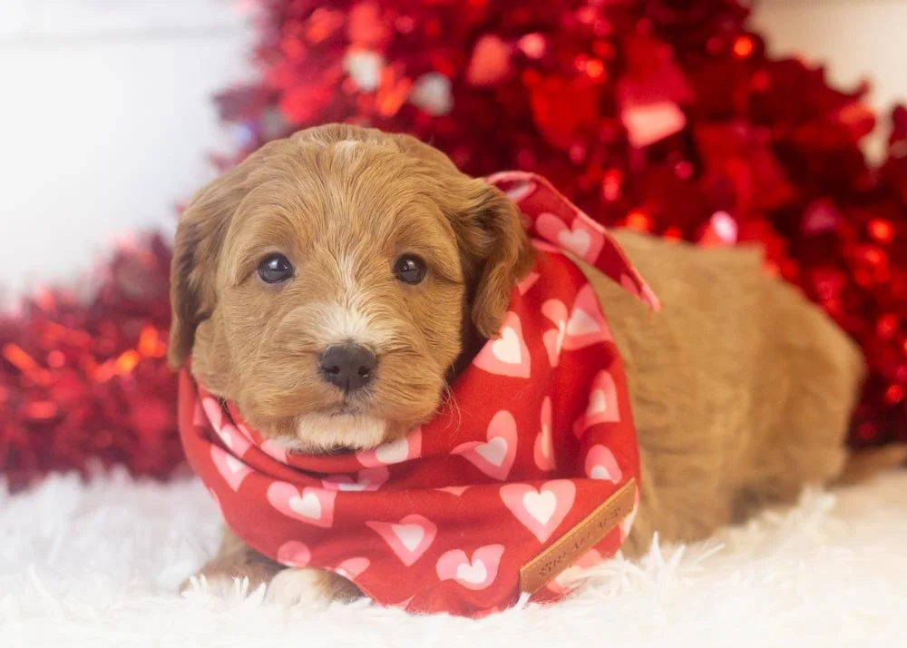 Cole goldendoodle for sale(2).jpg