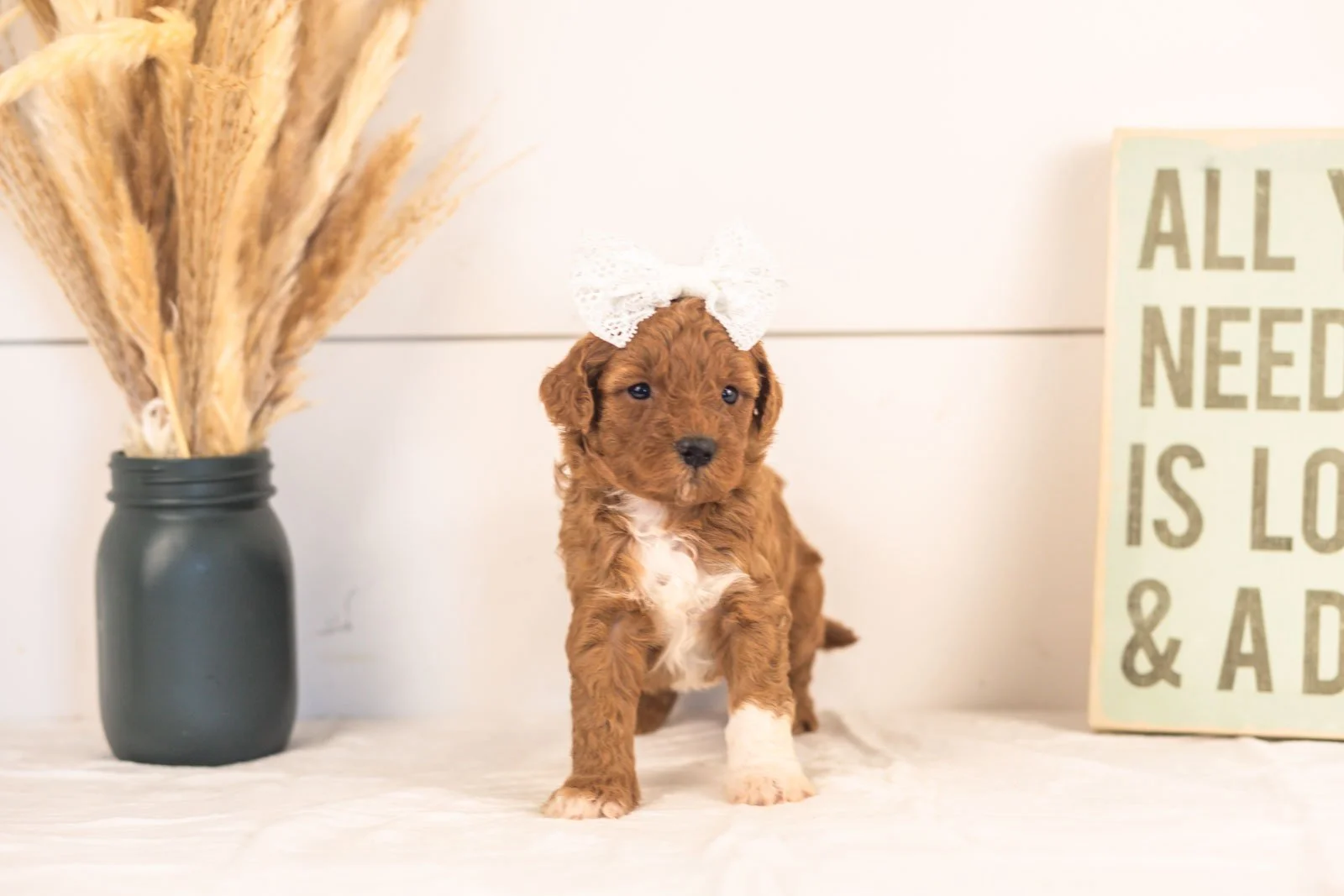 Cubs goldendoodle for sale(3).jpg