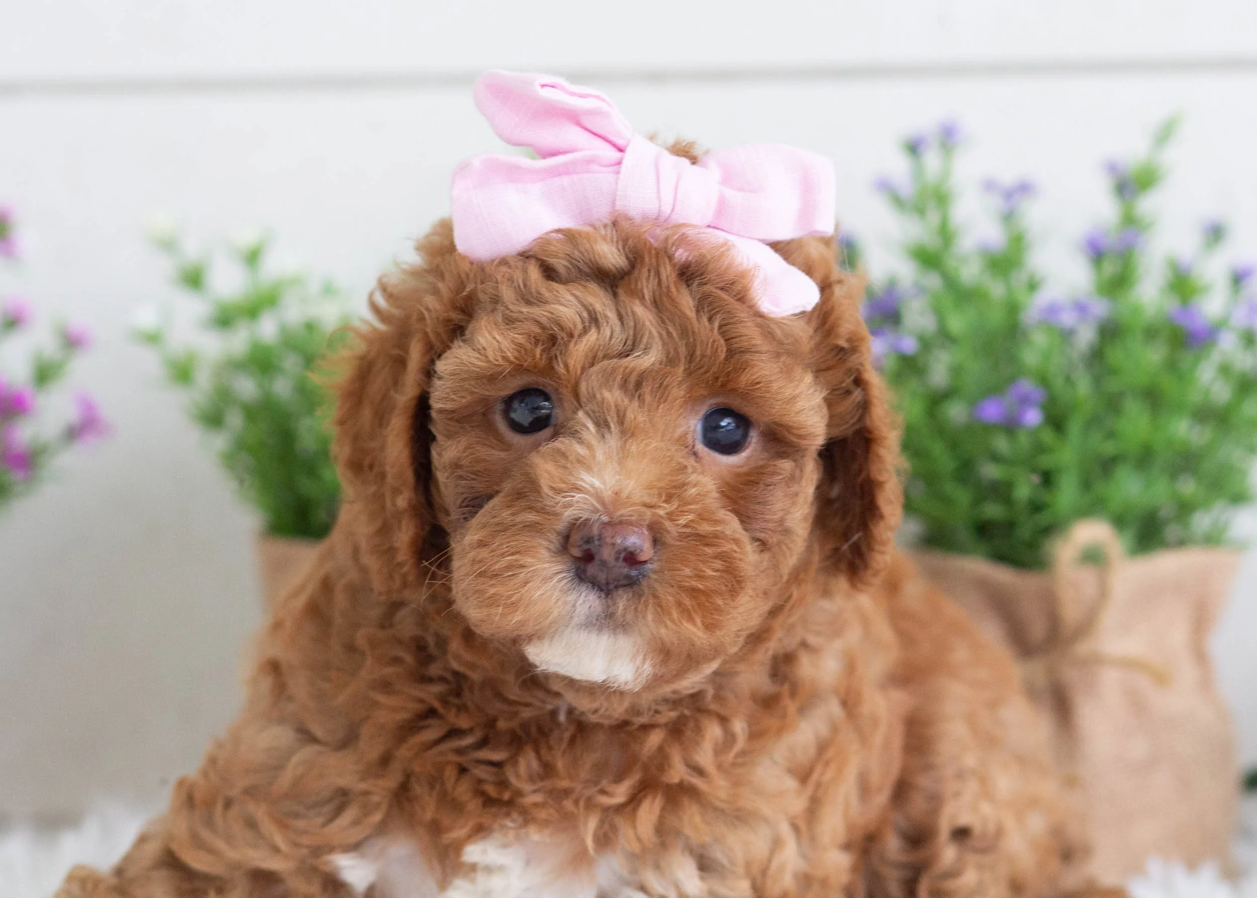 Zinnia Goldendoodle for sale(1).jpg