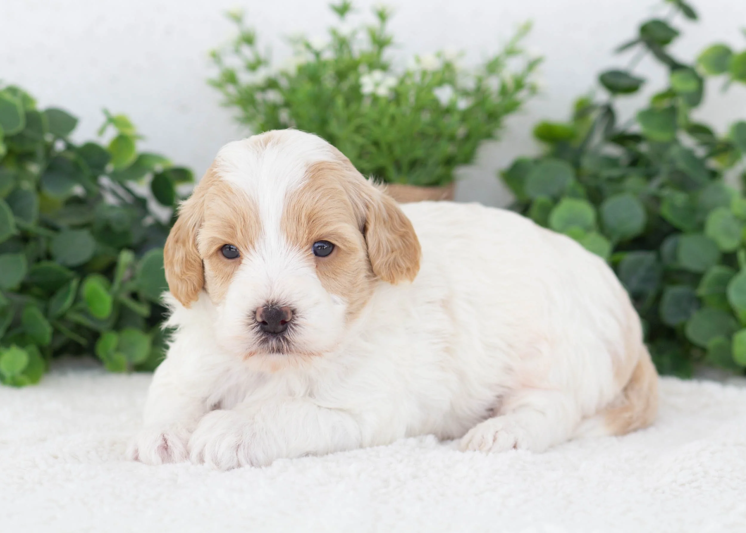 Van Goldendoodle for sale(2).jpg