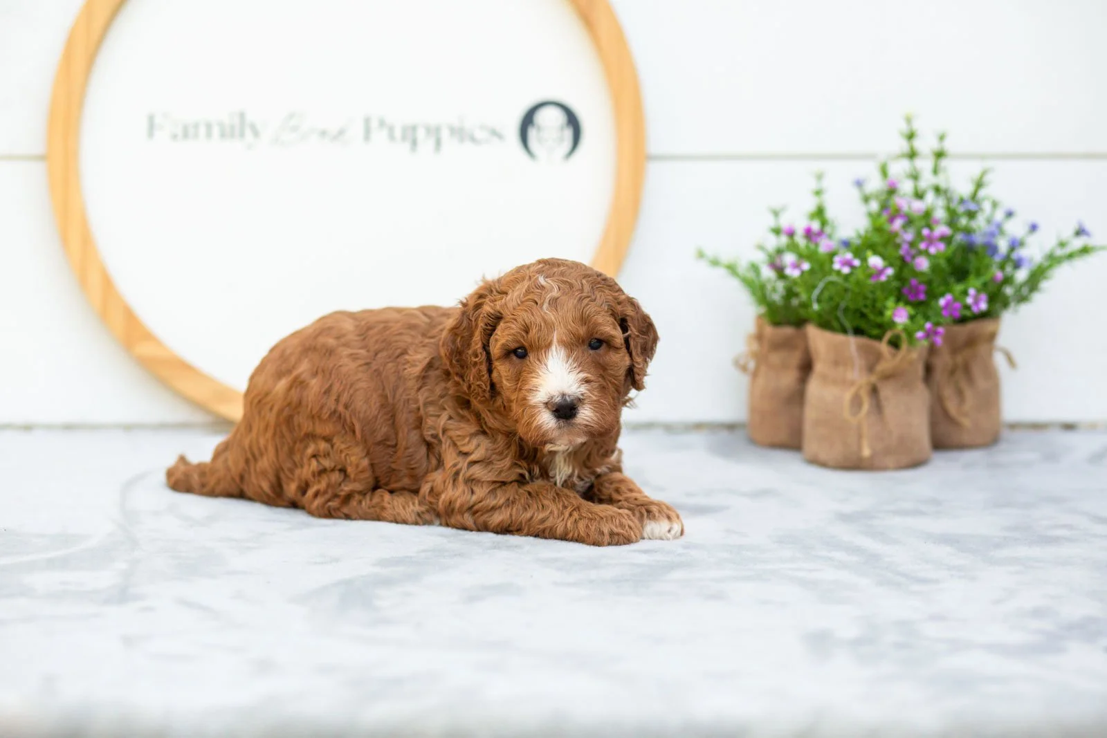 Miso goldendoodle for sale.jpg