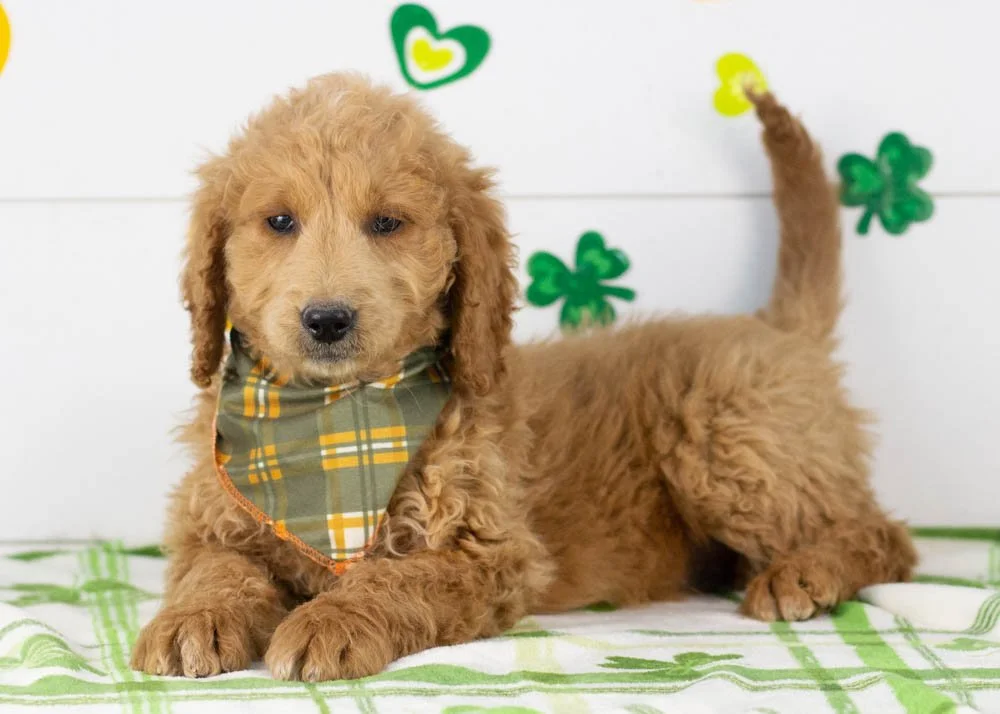Landry goldendoodle for sale(3).jpg