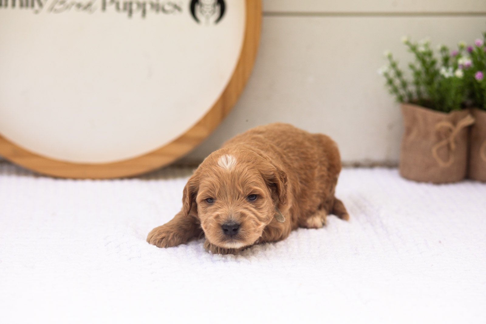 Barley goldendoodle for sale(1).jpg