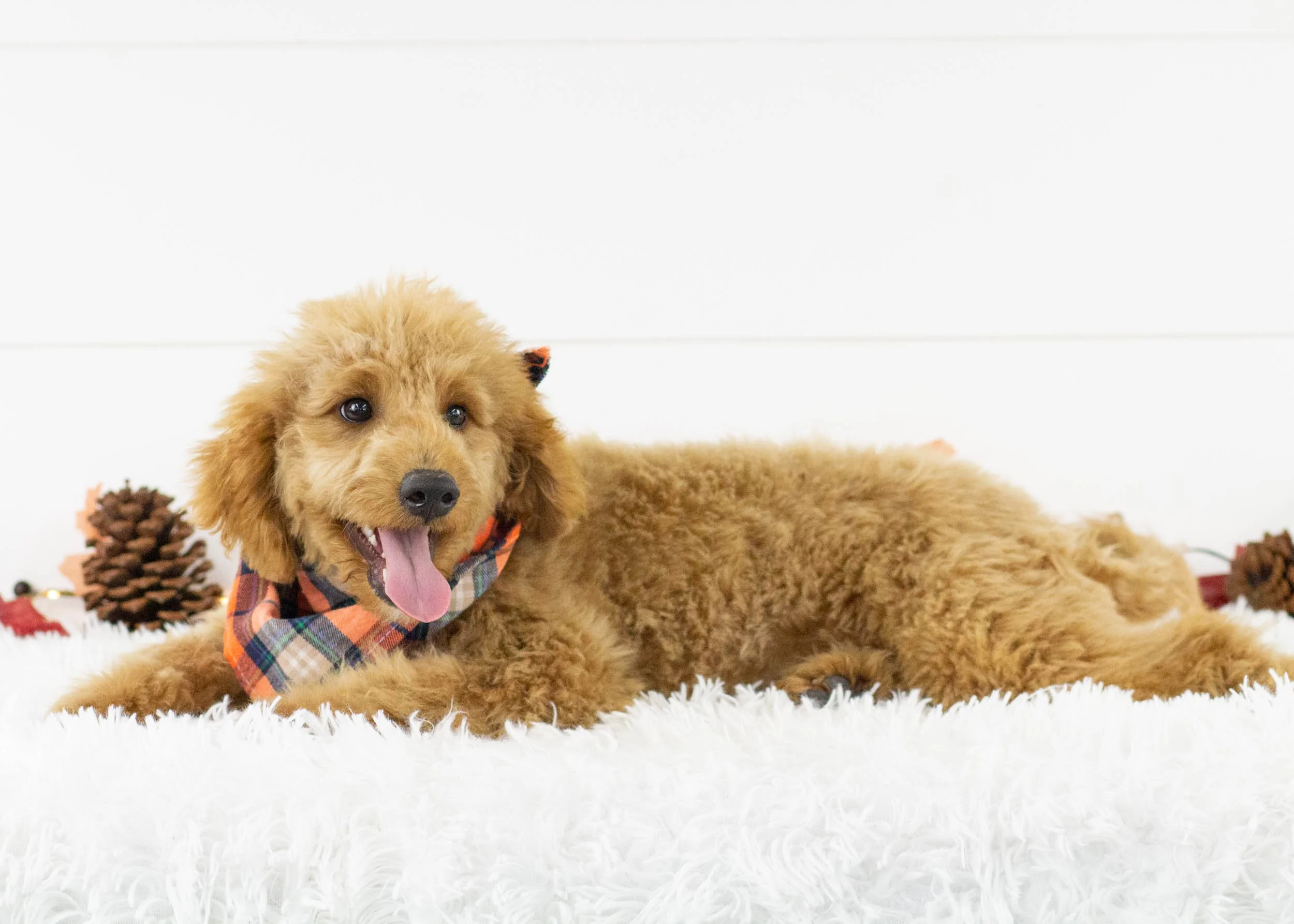 Finn goldendoodle for sale(1).jpg